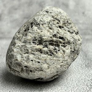 Fossiliferous Limestone – Natural Marine Fossil Stone
